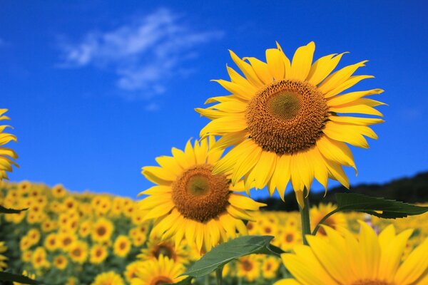 Contra el cielo en el campo girasoles amarillos