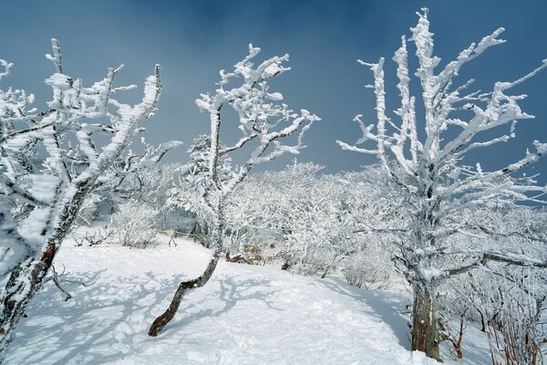 Landscape with snow-covered trees