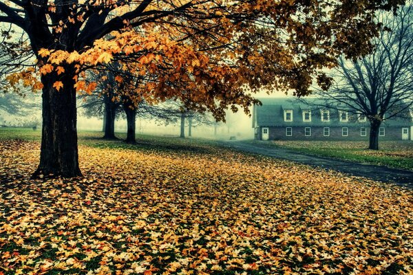 Der Weg zum Haus aus Herbstlaub