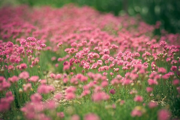 Muchas flores Rosadas en la hierba