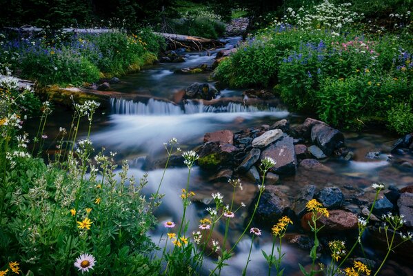 Parque nacional Mountain Runner Creek flores piedras