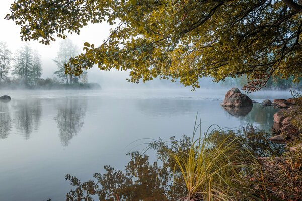 Lago nella nebbia circondato da alberi