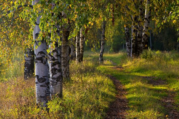 Autumn road in un boschetto di betulle