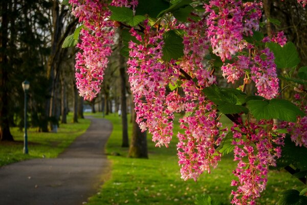 Frühlingsblüte an der Straße im Park