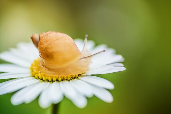 Lumaca su camomilla natura