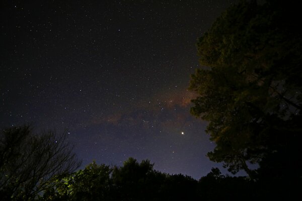 La vía láctea en el cielo nocturno estrellado contra los árboles