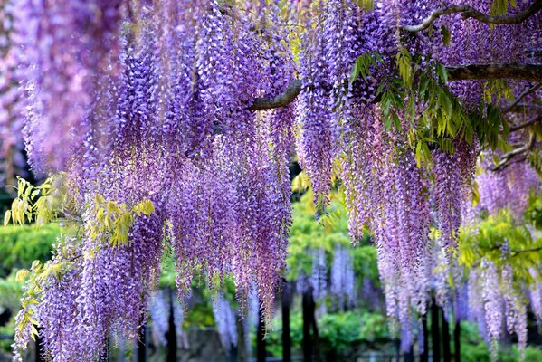 Wiszące pędzle wisterii liliowej