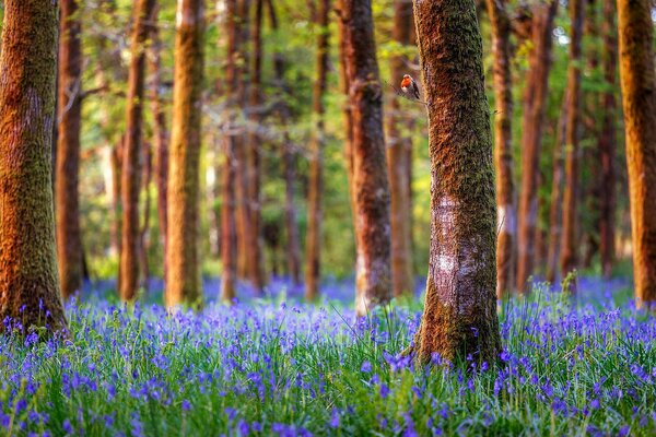 Forest trees blue flowers bluebells