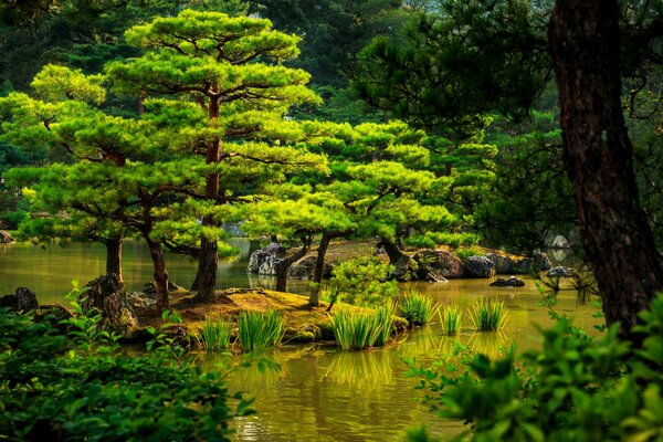 Garten, Bäume und Teich in Japan - Kyoto