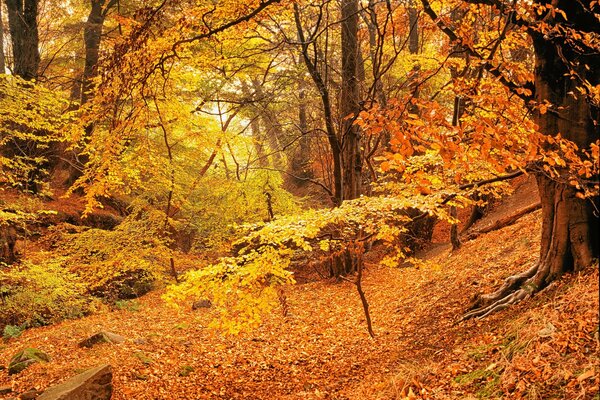 Golden autumn, beautiful forest