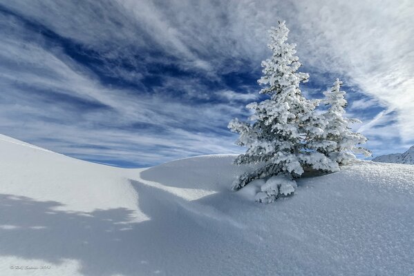 Powdered fir trees stand in the winter frost in a crisp snowdrift