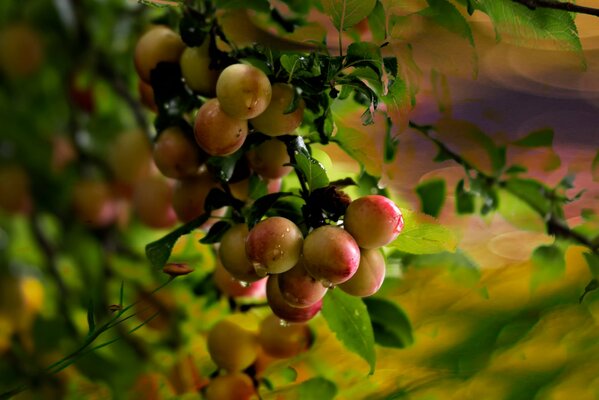 Fruta madura de ciruela en una rama