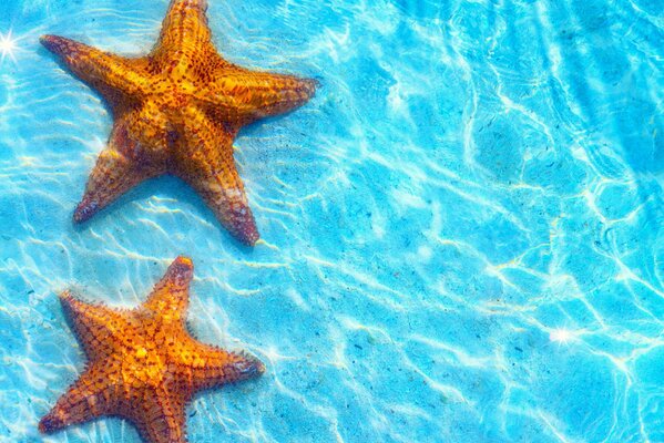 Starfish in clear waters