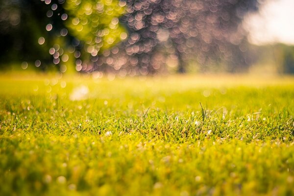 Morning dew on the green grass