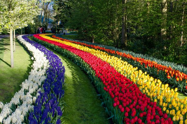 Parque de tulipanes Keukenhof en los países bajos