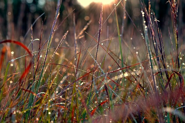 Morning dew on the forest grass