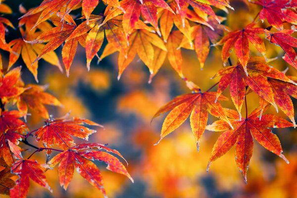 Foto von vergilbten Blättern. Herbstliche Landschaft