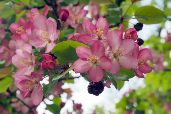 A branch with blooming apple blossoms