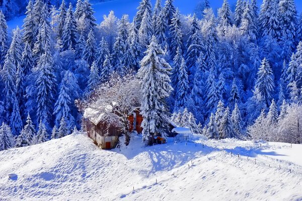 A house in the winter forest with a path