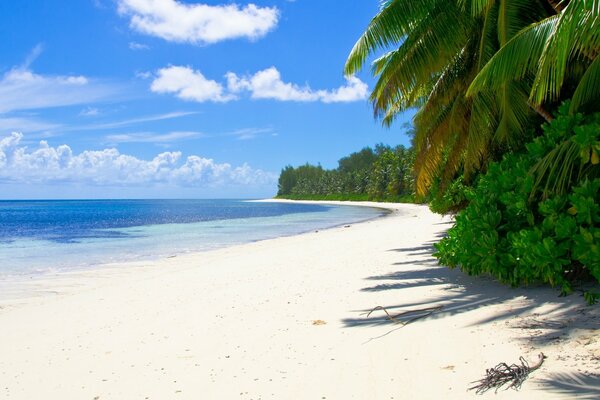 Palmen am Strand