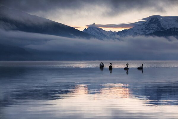 Cisnes salvajes en el lago de invierno