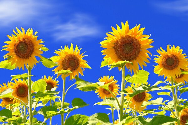 Yellow Sunflowers on a blue sky background