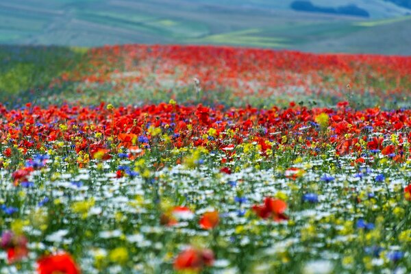 Meadows strewn with bright flowers