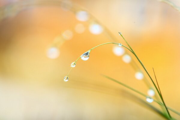 Goutte de rosée sur l herbe fine