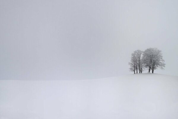 Weiße Stille. Bäume auf Schnee Hintergrund