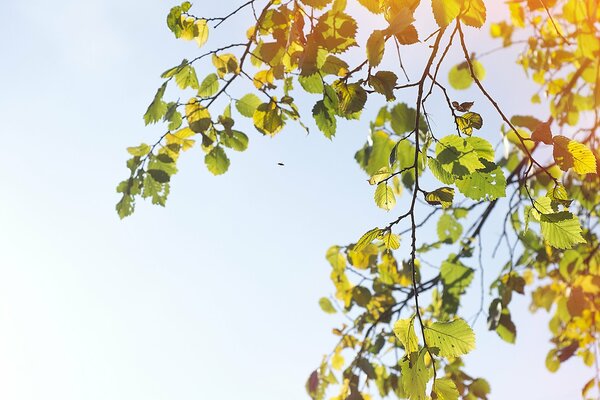 Cielo blu e rami di alberi