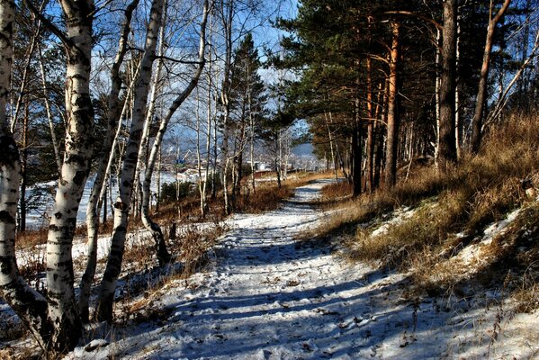 Sentiero nella foresta con l inizio dell inverno