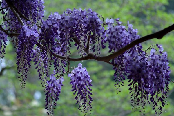 Ein Zweig der Glyzinien. Lila Blüten