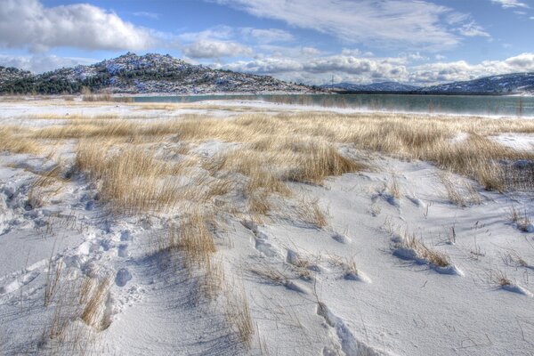 Grass breaks through the cold and snow