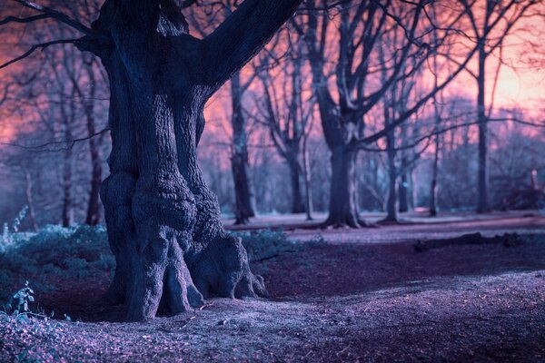 An oak tree in a mysterious forest