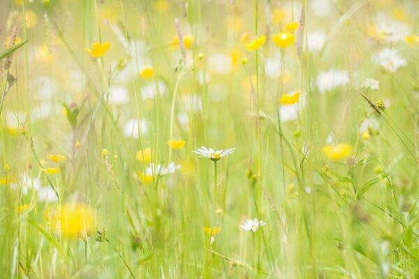 White field daisies in the field