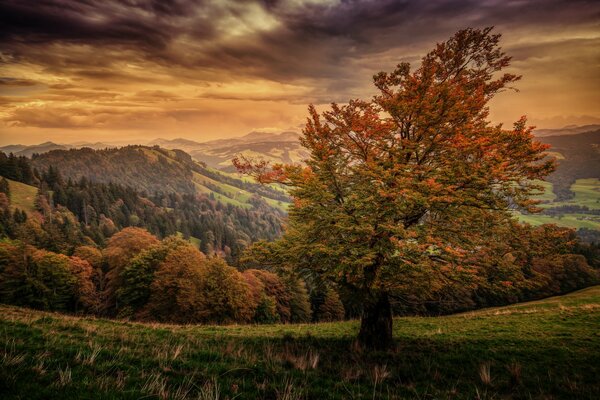 Albero di paesaggio autunnale nella foresta