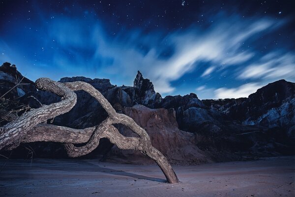 A bizarre snag on the background of rocks