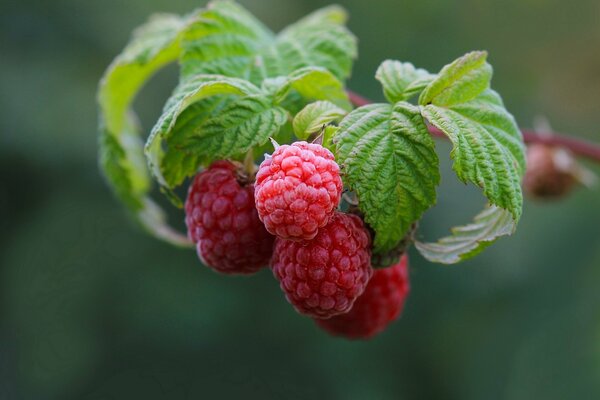 Raspberry branch with berries and leaves