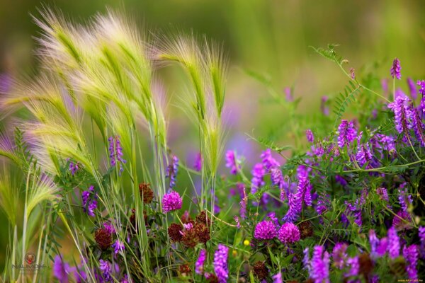 Field clover flowers of summer