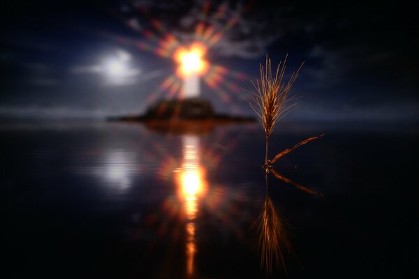 Espiga iluminada por la luz del faro por la noche