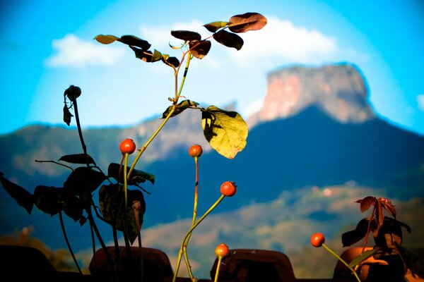 Beautiful berries in the vastness of the mountains