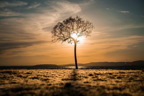 Morning field and tree landscape