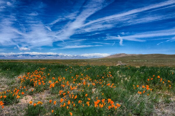 Poppy meadow under a blue sky