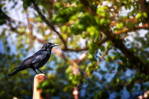 Bird on a branch with foliage in processing