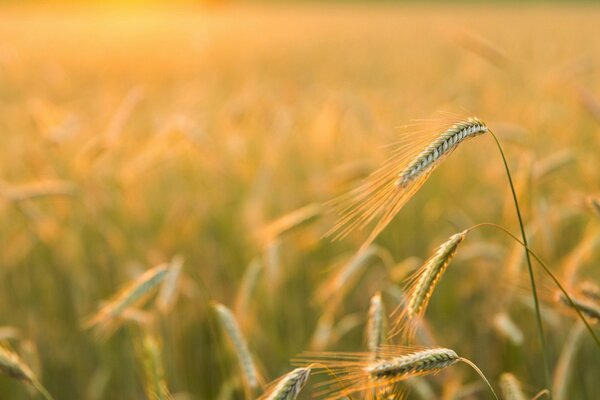 Il campo d orzo colava con lucentezza dorata