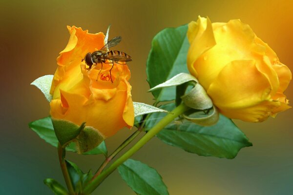 La mosca si siede su una rosa gialla