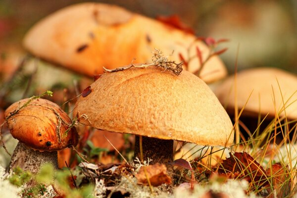 Mushrooms in the grass in late autumn