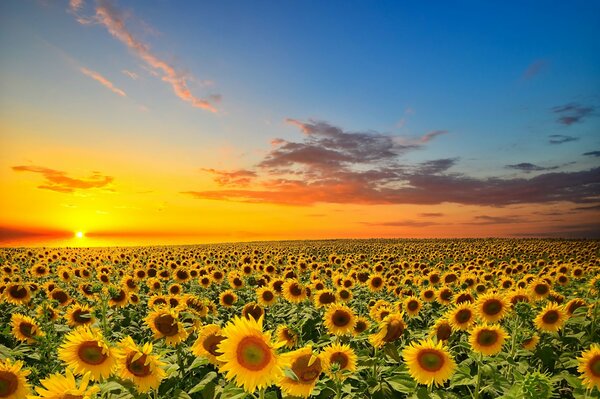 In the sunflower, my beloved hugged me