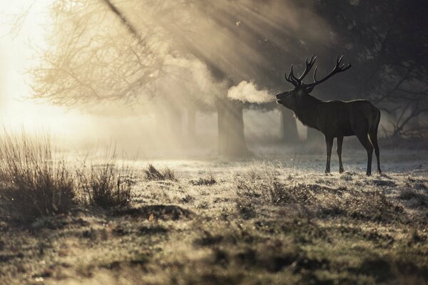 Ciervo en el bosque de la mañana en el sol