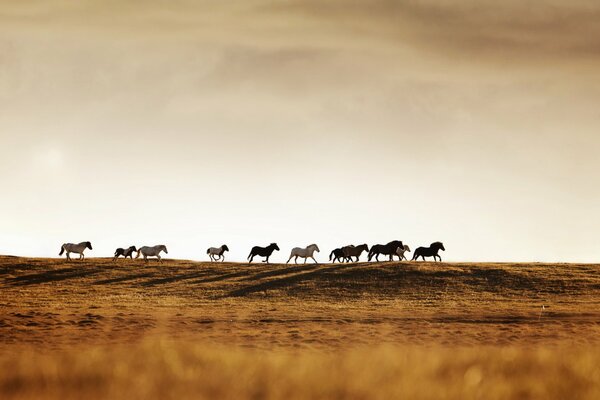 Herd of wild horses in the steppe